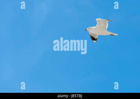 Moindre balck Goéland marin (Larus fuscus), Amrum, Schleswig-Holstein, Allemagne Banque D'Images