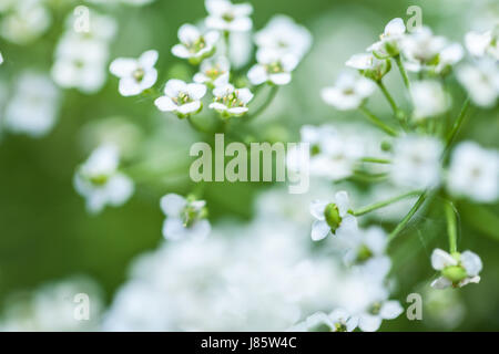 Petites fleurs blanches Banque D'Images