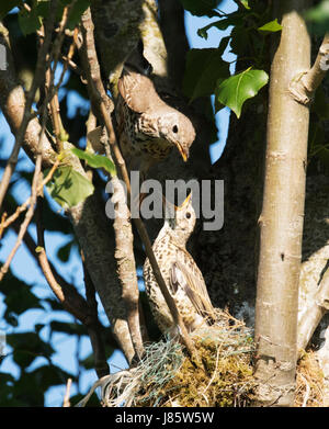 Mistle Thush adultes (Turdus viscivorus) nourrir le poussin à l'envol dernière dans un nid, tout en haut dans un peuplier, Warwickshire Banque D'Images