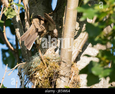 Mistle Thush adultes (Turdus viscivorus) nourrir le poussin à l'envol dernière dans un nid, tout en haut dans un peuplier, Warwickshire Banque D'Images