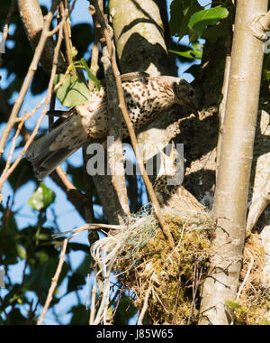 Mistle Thush adultes (Turdus viscivorus) nourrir le poussin à l'envol dernière dans un nid, tout en haut dans un peuplier, Warwickshire Banque D'Images