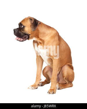 Belle beauteously macro nice close-up admission macro vue rapprochée Banque D'Images