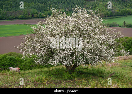 Arbre d'aubépine (Crataegus monogyna), également connu sous le nom de mai ou whitethorn, en pleine floraison sur Herrock Hill sur l'Offa's Dyke long distance footpath Banque D'Images