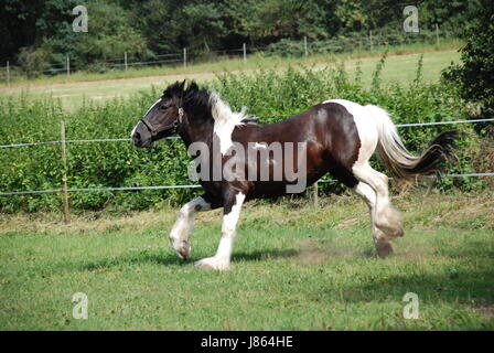 Cheval poney balade à cheval jambes motion report déménagement circulation stride Banque D'Images