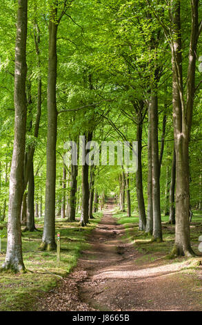 Le long du sentier de grande piste de Mortimer dans le Herefordshire, au Royaume-Uni, au début de l'été. Une longue allée de hêtres qui mène au sommet de la colline de Wapley Banque D'Images