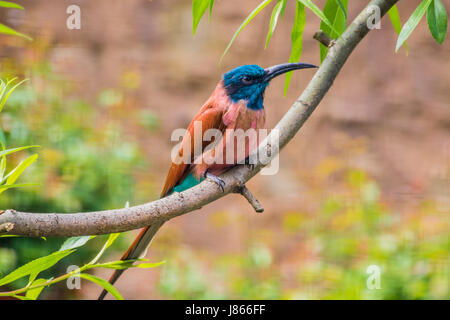 Carmine bee-eater sitting on tree branch plumes rouge et bleu Banque D'Images