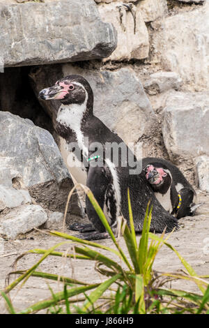 Couple de pingouins en attente à leur nid Banque D'Images