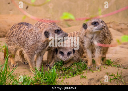 Trois suricates ou suricats famille sur le sable Banque D'Images