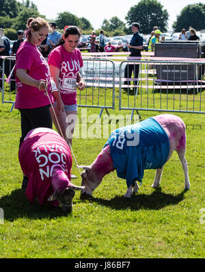 Brentwood, Essex, 27 mai 2017 ; les moutons à la recherche sur le cancer La Race for Life à Weald Park, Brentwood, Essex Crédit : Ian Davidson/Alamy Live News Banque D'Images