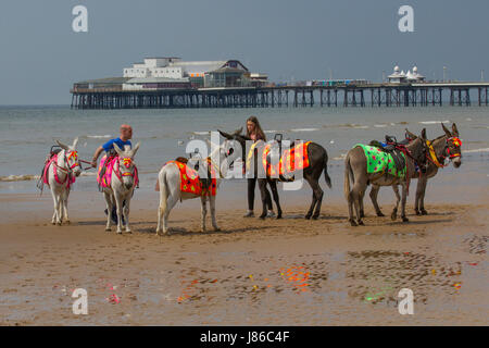 Un groupe ou un troupeau d'ânes bâtés, bord de mer avec leur groupe, ou au gestionnaire, troupeau d'ânes bâtés de mer avec leur chien à Blackpool, Fylde Coast, Lancashire, UK Weather. 27 mai, 2017. Soleil et averses en après-midi comme les vacanciers aller à la plage avec un ciel couvert et des averses locales. /AlamyLiveNews MediaWorldImages crédit ; Banque D'Images