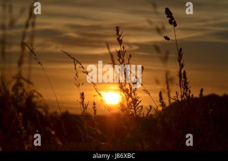 Coucher du soleil, le champ, le grain, de graminées, de contre-lumière, soir, céréales, coucher de soleil, Banque D'Images