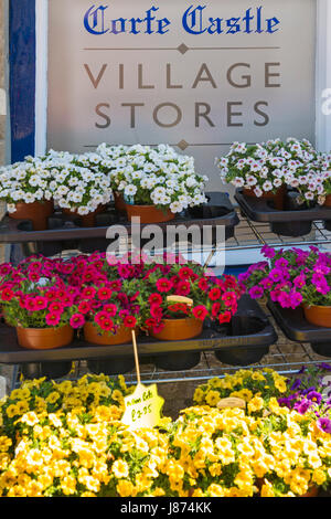 La floraison Calibrachoa Million Bells, des pentunias pétunia hors d'Corfe Castle Village Magasins à Corfe Castle, Dorset en mai Banque D'Images