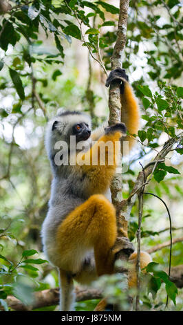 Le sifaka diademed assis sur une branche. Madagascar. Parc national de Mantadia. Banque D'Images