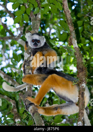 Le sifaka diademed assis sur une branche. Madagascar. Parc national de Mantadia. Banque D'Images
