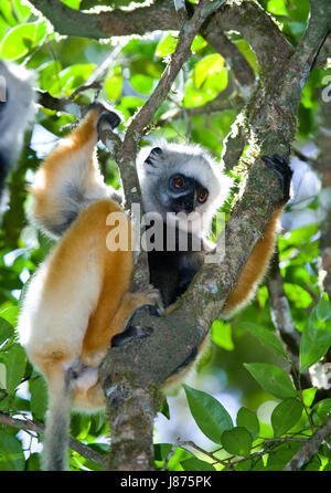 Le sifaka diademed assis sur une branche. Madagascar. Parc national de Mantadia. Banque D'Images