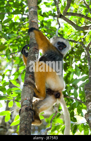 L'diademed sifaka assis sur une branche. Madagascar. Le Parc National Mantadia. Une excellente illustration. Banque D'Images