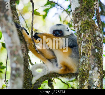 Le sifaka diademed assis sur une branche. Madagascar. Parc national de Mantadia. Banque D'Images