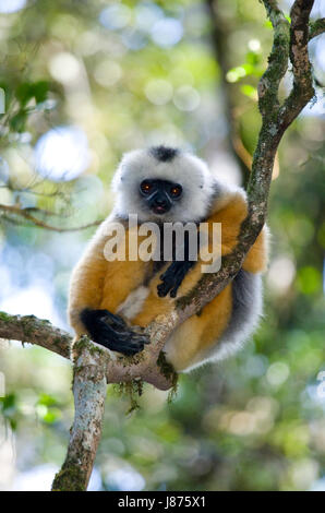 Le sifaka diademed assis sur une branche. Madagascar. Parc national de Mantadia. Banque D'Images