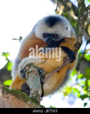 Le sifaka diademed assis sur une branche. Madagascar. Parc national de Mantadia. Banque D'Images