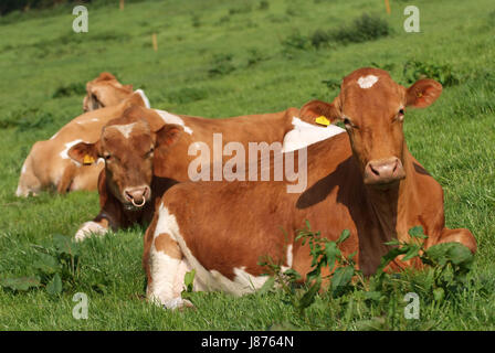 Guernesey vaches dans un pré herbeux dans le Nord du Devon, Royaume-Uni. Banque D'Images