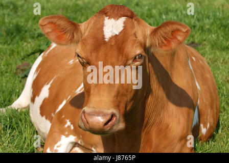 Guernesey vaches dans un pré herbeux dans le Nord du Devon, Royaume-Uni. Banque D'Images