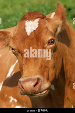 Guernesey vaches dans un pré herbeux dans le Nord du Devon, Royaume-Uni. Banque D'Images