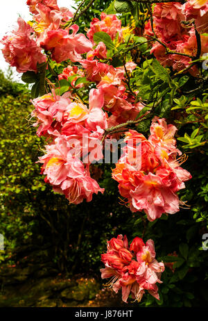 Des grappes de fleurs d'azalées orange vif dans un jardin au printemps. Banque D'Images