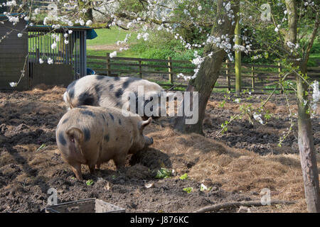 Gloucester Place deux vieux porcs dans un champ. Banque D'Images