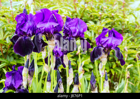 Grand bleu foncé iris fleurs dans une frontière herbacées close up. Banque D'Images