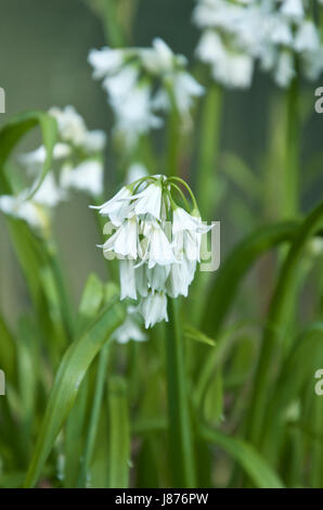 L'Allium triquetrum, triquetrous ou Poireau Poireau coincé trois Banque D'Images