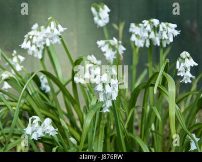 L'Allium triquetrum, triquetrous ou Poireau Poireau coincé trois Banque D'Images