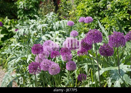 Allium violet floraison au début de l'été soleil avec un fond de feuilles d'Artichaut vert argenté. Banque D'Images