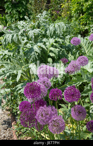Allium violet floraison au début de l'été soleil avec un fond de feuilles d'Artichaut vert argenté. Banque D'Images