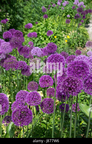 Masse d'allium violet Floraison dans une frontière au début de l'été. Banque D'Images
