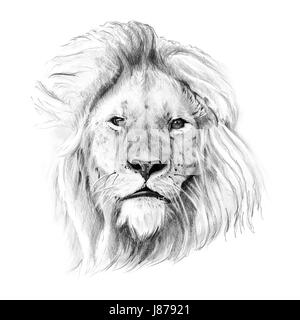 Portrait de lion dessiné à la main au crayon. Originaux, pas de trace Banque D'Images