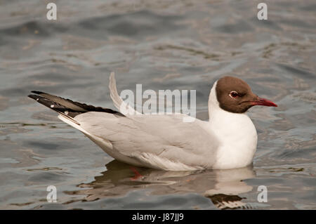 Mouette sur Linlithgow Loch Banque D'Images