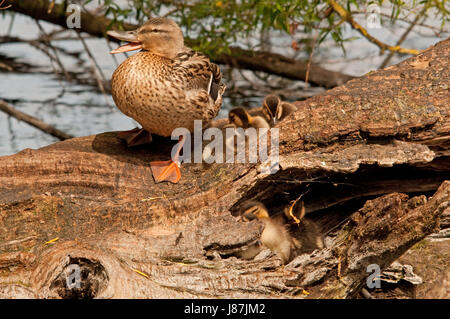 Canard colvert femelle et les canetons sur un tronc d'arbre tombé sur Linlithgow Loch Banque D'Images