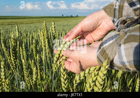 Champ d'orge en main de femme, farmer examining plants, concept agricole. Focus sélectif. Banque D'Images