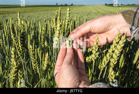 Champ d'orge en main de femme, farmer examining plants, concept agricole. Focus sélectif. Banque D'Images