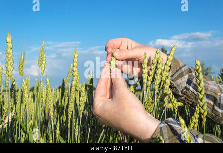 Champ d'orge en main de femme, farmer examining plants, concept agricole. Focus sélectif. Banque D'Images