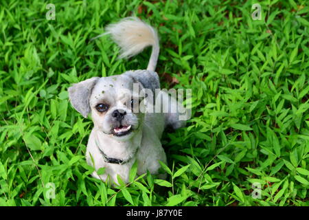 Chien jouant et sourires sur fond d'herbe verte Banque D'Images