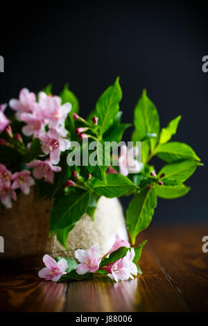 Magnifiques fleurs roses weigela Banque D'Images