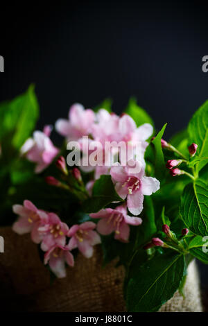 Magnifiques fleurs roses weigela Banque D'Images