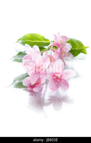 De belles fleurs weigela Banque D'Images