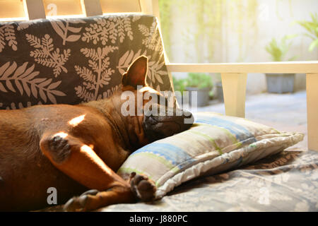 Chien dormir sur un canapé et prendre un peu de repos. Banque D'Images