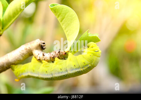 Beau vert caterpillar sur une plante verte dans le jardin Banque D'Images