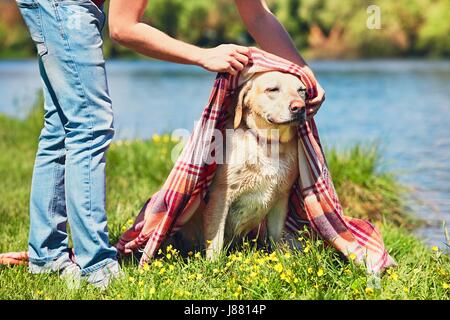 Vieux labrador retriever après la baignade dans la rivière. Jeune homme (propriétaire) essuie le chien mouillé. Banque D'Images