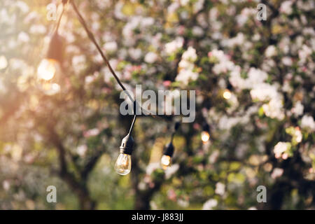 Outdoor party string lights suspendu dans le jardin Banque D'Images