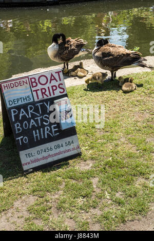 Excursions en bateau et Bernaches du Canada (Branta canadensis) à Granery Square, King's Cross, Londres, Angleterre, Royaume-Uni Banque D'Images