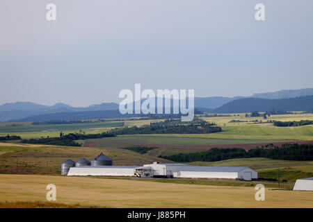 Un tracteur tirant sur les machines agricoles, les semis de blé dans les champs agricoles fertiles de l'Idaho. Banque D'Images